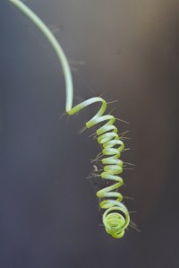 wFiona---Form-IMG_6281_01