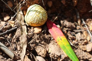 wFrank---colour_IMG_2476_01