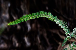 wMargaret---Form-DSC_8990_01