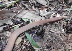 Burtons Legless Lizard (Lialis burtonis) - 22 July 2017 cropped