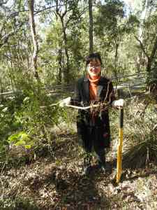 Ochna buster - 22 July 2017 low res