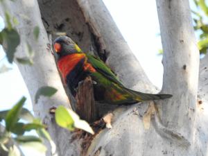 Rainbow Lorikeet - 22 July 2017 low res