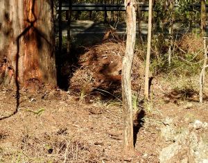 Compost pile Creeping Lantan - 15 Aug 2017 lr