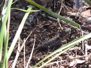 Eastern Bearded Dragon - Pogona barbata - 1 Aug 2017