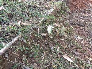 Graceful Grass - Ottochloa gracillima - 14 Aug 2017