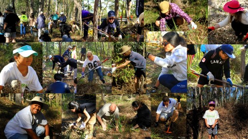 Lantana Busters - National Tree Day - 30 July 2017
