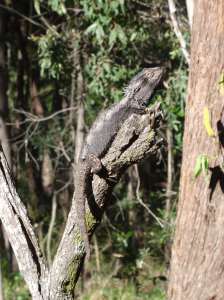 Bearded Dragon - Pogona barbata - flat out - 15 Nov 2017 lowres