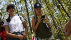 Blueberry Lily - 28 Oct 2017 lowres