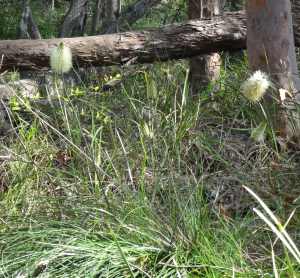 Bottle Brush Grass Tree - Xanthorrhoea macronema - 1 Nov 2017