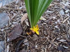 Curculigo ensifolia - flower - 31 Oct 2017 lowres