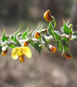 Daviesia villifera - fower - Aug 07