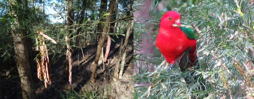 King Parrort Acacia seed