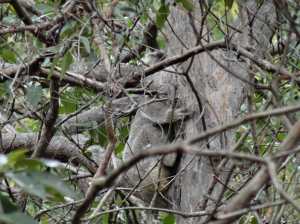 Koala - Acacia Way - 10 Nov 2017 lowres