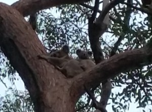 Koala mun and joey on branch - 29 Oct 2017