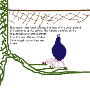 Mycoheterotrophy-New