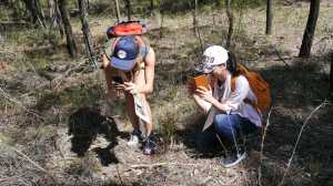 Photographing ground orchid 28 Oct 2017 lowres
