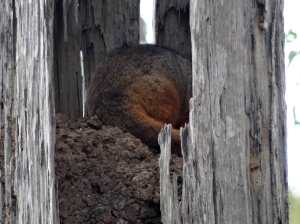 Ringtail Possume - dead tree - 10 Nov 2017 lowres