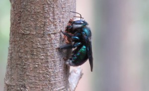Green Carpenter Bee - Xylocopa (Lestis) aeratus - 31 Jan 2018 cropped