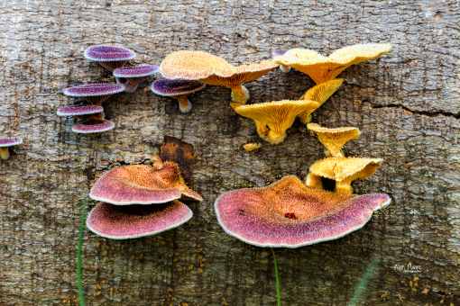 Colour display - 12 March 2018