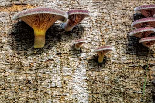 Colour display 3 - 12 March 2018