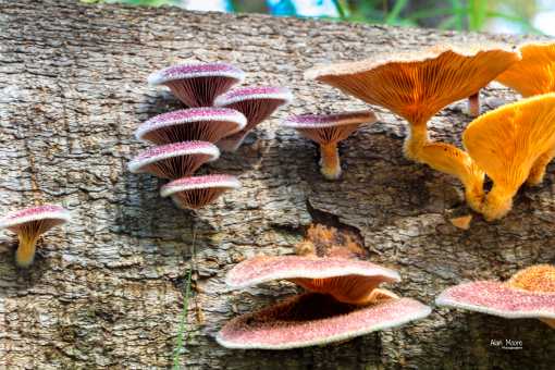 Colour display 4 - 12 March 2018