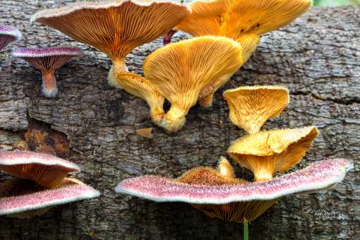 Colour display 5 - 12 March 2018