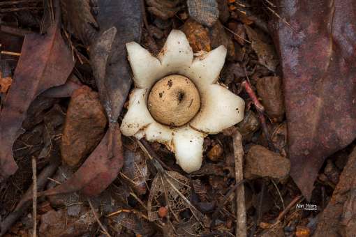 Earth Star - Geastrum triplex - 25 March 2018