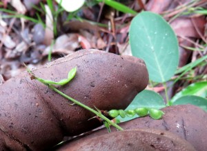 Large Tick-trefoil - Desmodium brachypodum - seed pod - 26 Mar 2018