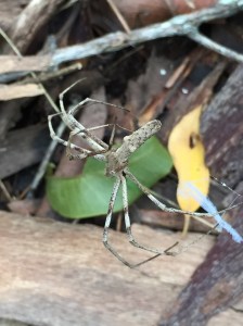 Net Casting Spider - Deinopis ravida - female - web - 27 Mar 2018