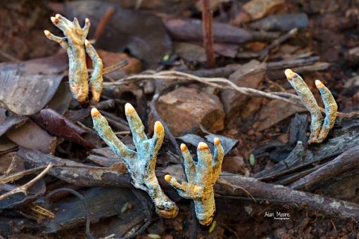 Polypore (Word Decay) - Basidiomycota - 26 March 2018 lowres