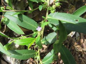 Winter Apple -Eremophila debilis - flower - 4 March 2018 lowres