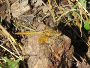 Black-headed Skimmer Dragonfly - Crocothemis nigrifrons - 24 Apr 2018 cropped