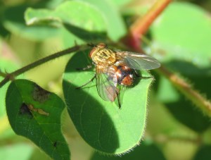 Brown Bush Fly - Musca terraereginae - 24 Apr 2018 cropped
