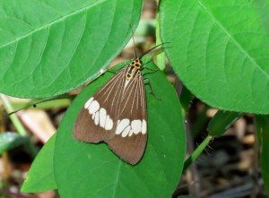 Magpie Moth - Nyctemera secundiana - 24 Apr 2018 cropped