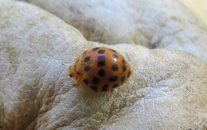 26-spotted Potato Ladybird - Epilachna vigintisexpunctata - 14 May 2018
