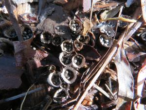 Bird's Nest Fungi - Cyathus novaezelandiae - 29 May 2018 -lr