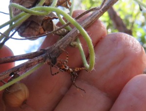 Common Assassin Bug - Pristhesancus plagipennis - 5th Instar - 14 May 2018