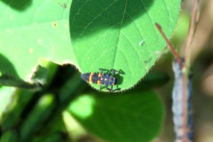 Common Spotted Ladybird - Harmonia conformis - larva - 14 May 2018