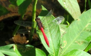 Fiery Skimmer Dragonfly - Orthetrum villosovittatum - 18 May 2018