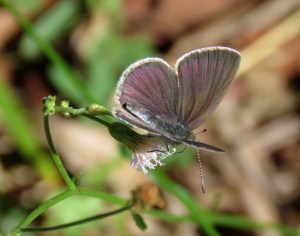Small Dusky Blue - Candalides erinus - topside - 10 May 2018