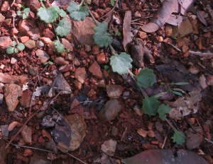 Star Goodenia - Goodenia rotundifolia - 29 May 2018 cropped