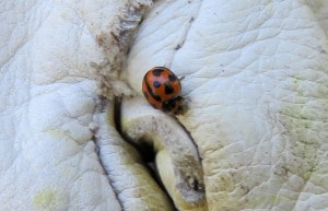 Variable Ladybird Beetles - Coelophora inaequalis - 14 May 2018