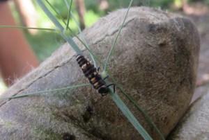 Variable Ladybird Beetles - Coelophora inaequalis - larve - 14 May 2018