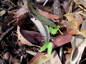 Bellvine - Ipomoea plebeia - 1 Oct 2018 lr