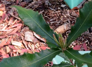 Costal Banksia - Banksia integrifolia - 1 Oct 2018