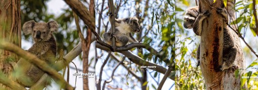 Koala Family - Alan Moore - 29 Sept 2018 lr