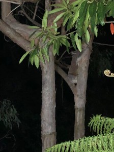 Koala - firefly Gully - 26 Sept 2018