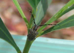 Small Acacia Longicorn Beetle - Ancita varicornis - 1 Oct 2018