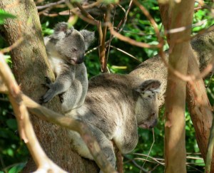 koala - fox gully - jason tash - 15 dec 2018