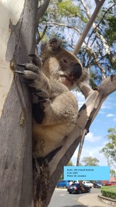 koala - outlook - 5 jan 2019